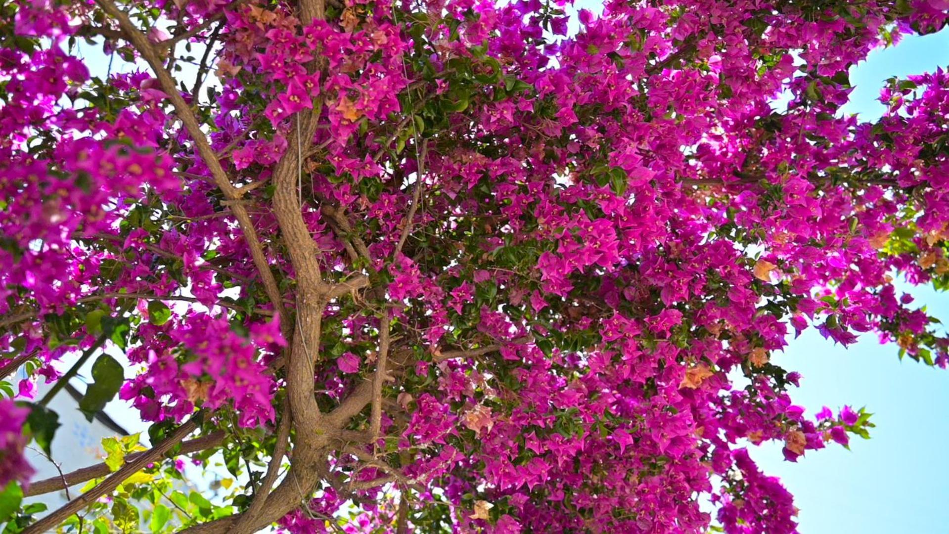 Bougainville Bay Hotel Sarande Luaran gambar Bougainvillea